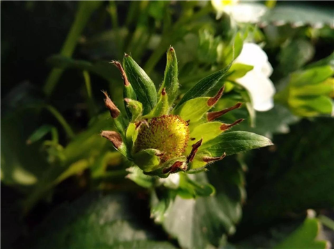 鈣肥，翠姆，拉姆拉