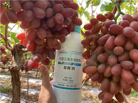 鈣肥，拉姆拉，翠姆