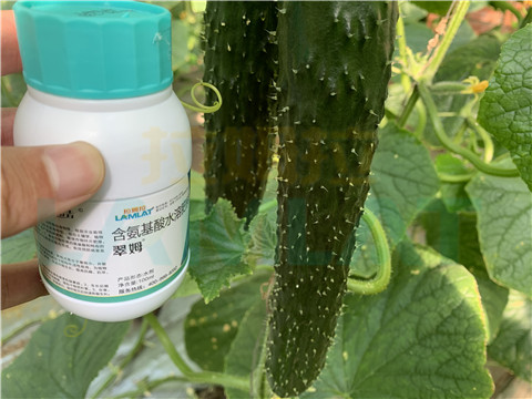 水溶肥，拉姆拉，翠姆