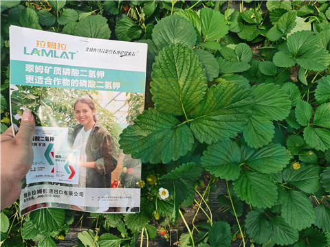 l磷酸二氫鉀，拉姆拉，翠姆