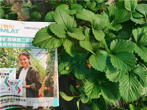 l磷酸二氫鉀，拉姆拉，翠姆