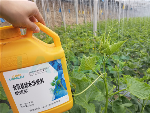 生根劑，拉姆拉，翠姆