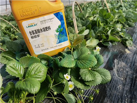 水溶肥，拉姆拉，翠姆