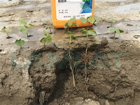 水溶肥，拉姆拉，翠姆