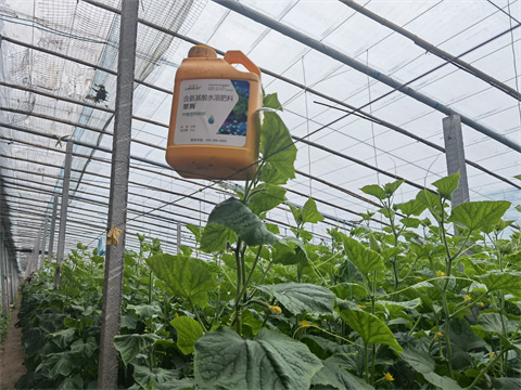 水溶肥，翠姆，拉姆拉