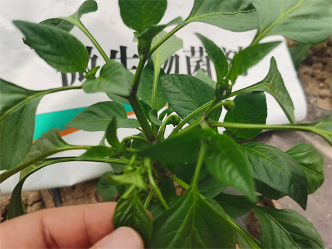 水溶肥，翠姆，拉姆拉