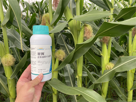水溶肥廠家,翠姆,玉米 水溶肥廠家,翠姆,玉米