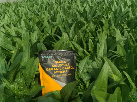 水溶肥廠家,翠姆,拉姆拉水溶肥 水溶肥廠家,翠姆,拉姆拉水溶肥