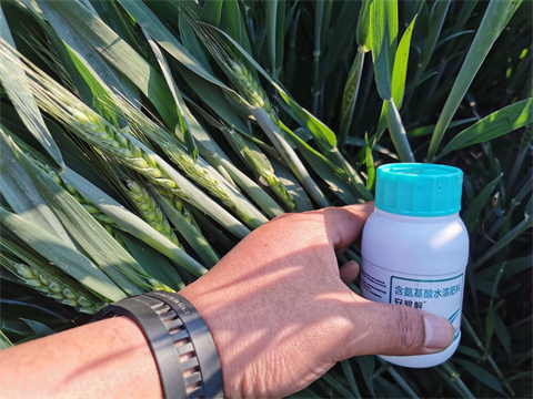 水溶肥,拉姆拉,小麥種植 水溶肥,拉姆拉,小麥種植