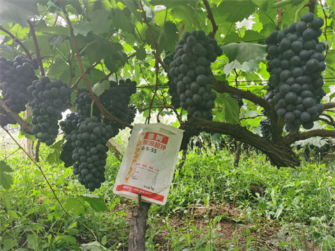 水溶肥價(jià)格,翠姆,葡萄水溶肥 水溶肥價(jià)格,翠姆,葡萄水溶肥