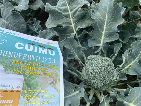 水溶肥,翠姆,西藍(lán)花施肥技術(shù) 水溶肥,翠姆,西藍(lán)花施肥技術(shù)
