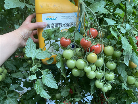 魚蛋白水溶肥,翠姆,拉姆拉 魚蛋白水溶肥,翠姆,拉姆拉