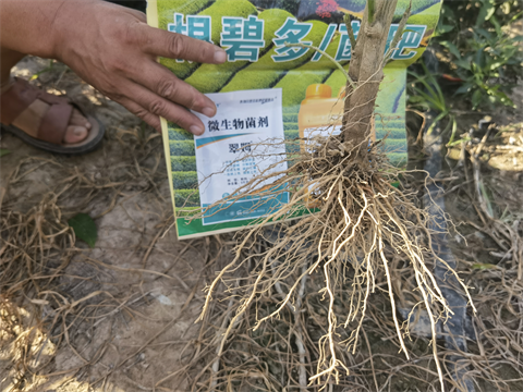 水溶肥,翠姆,拉姆拉 水溶肥,翠姆,拉姆拉