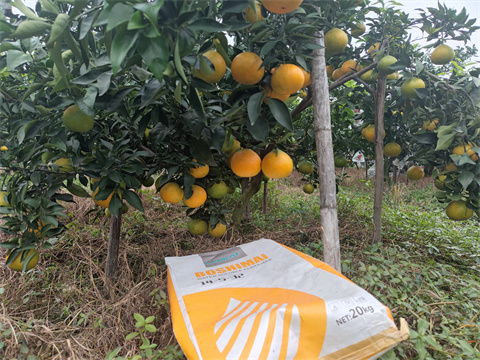 水溶肥,伯示麥,柑橘種植 水溶肥,伯示麥,柑橘種植