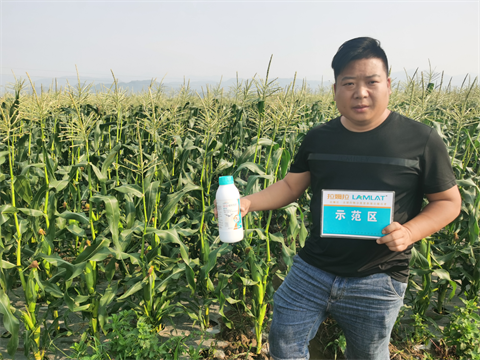 水溶肥方案,翠姆,拉姆拉 水溶肥方案,翠姆,拉姆拉