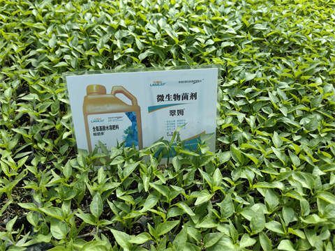 微生物菌劑,翠姆,拉姆拉 微生物菌劑,翠姆,拉姆拉