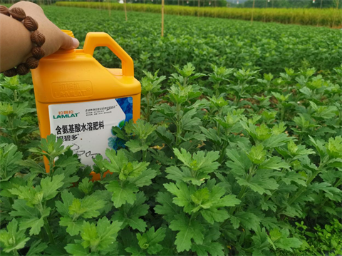 菊花種植,水溶肥廠家，翠姆