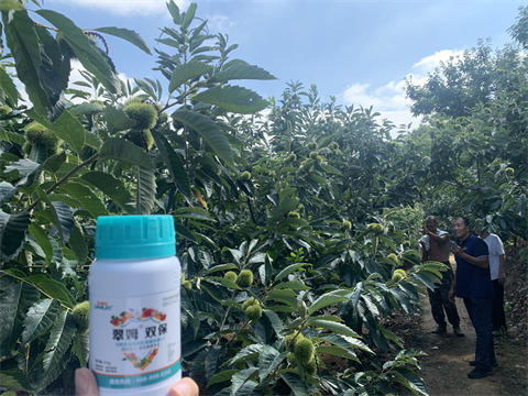 水溶肥品牌,板栗?；ū９?翠姆雙保