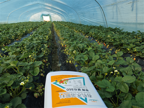 水溶肥品牌,拉姆拉,滴灌級(jí)特種肥