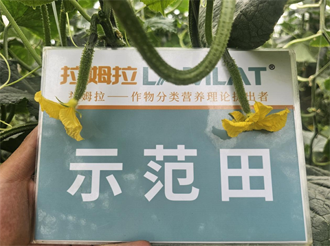 進(jìn)口水溶肥,黃瓜種植,拉姆拉滴灌級(jí)特種肥