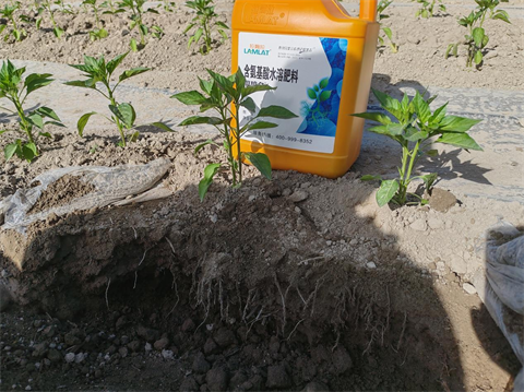 進(jìn)口水溶肥,辣椒種植,翠姆根碧多