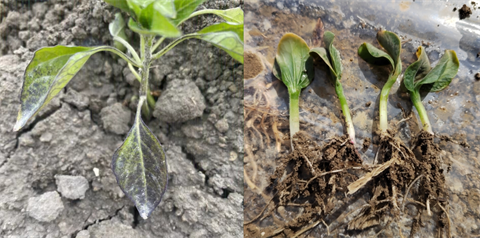 水溶肥廠家,倒春寒,拉姆拉安碧解