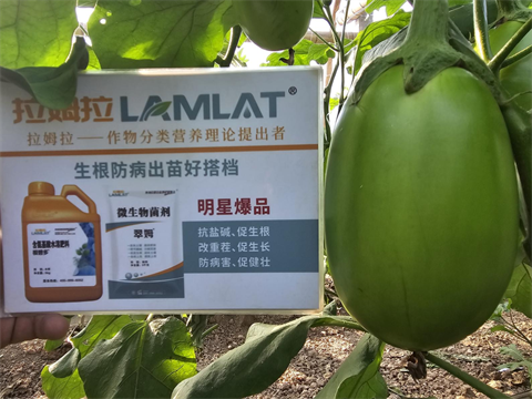 進口水溶肥,茄子施肥,翠姆水溶肥