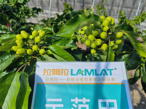 進口水溶肥,櫻桃施肥,拉姆拉水溶肥