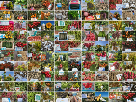 水溶肥廠家,農(nóng)業(yè)內(nèi)卷,拉姆拉滴灌級(jí)特種肥