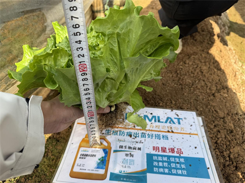 水溶肥廠家,葉菜種植,翠姆水溶肥