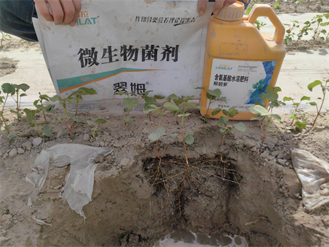 水溶肥品牌,棉花種植,拉姆拉滴灌級特種肥