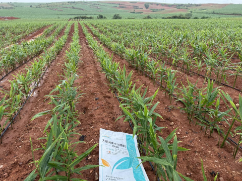 水溶肥,大姜種植,拉姆拉滴灌級特種肥