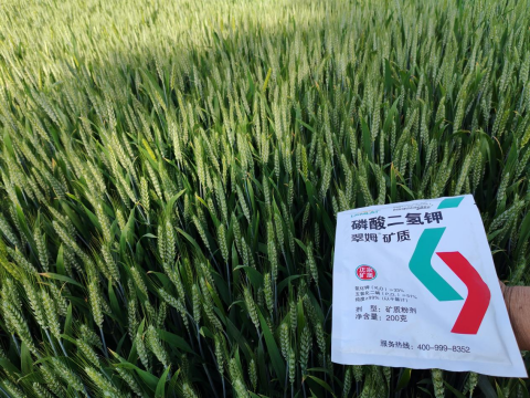 水溶肥品牌,大田作物種植,拉姆拉滴灌級(jí)特種肥
