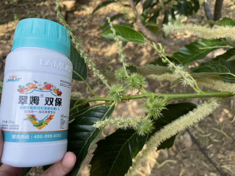 水溶肥品牌,板栗種植,拉姆拉滴灌級(jí)特種肥