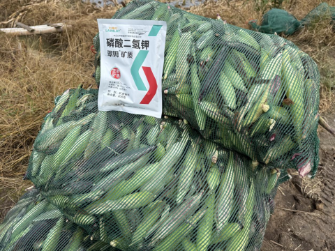 拇指玉米種植,翠姆磷酸二氫鉀,拉姆拉滴灌級(jí)特種肥