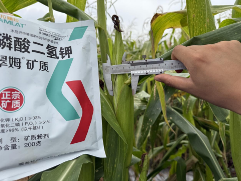 拇指玉米種植,翠姆磷酸二氫鉀,拉姆拉滴灌級(jí)特種肥