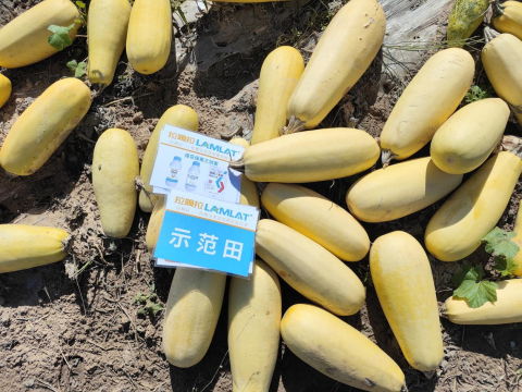 水溶肥,西葫蘆種植,拉姆拉滴灌級(jí)特種肥