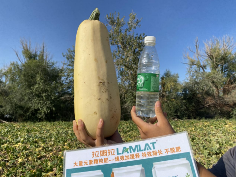 水溶肥,西葫蘆種植,拉姆拉滴灌級(jí)特種肥