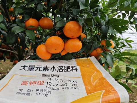 水溶肥品牌,柑橘種植,拉姆拉滴灌級(jí)特種肥